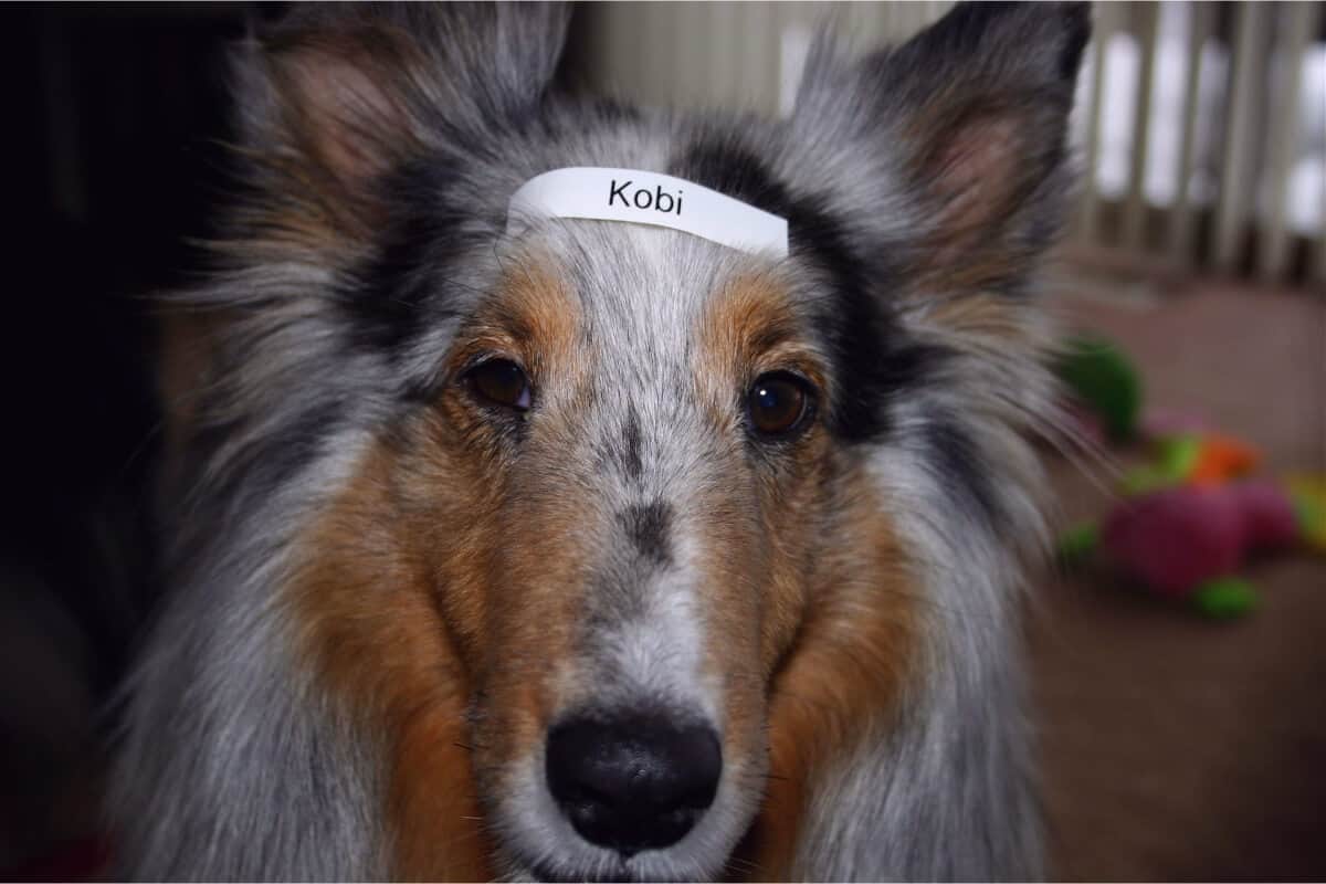 A dog with a label on his head