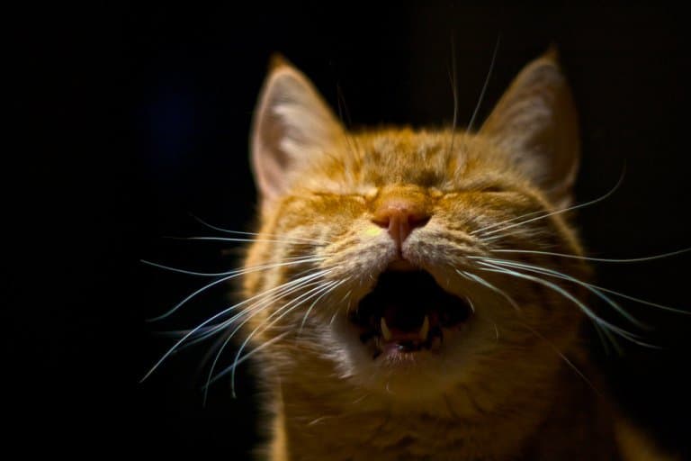 Screaming Cat