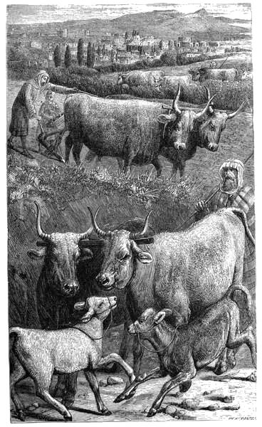 oxen-in-the-bible