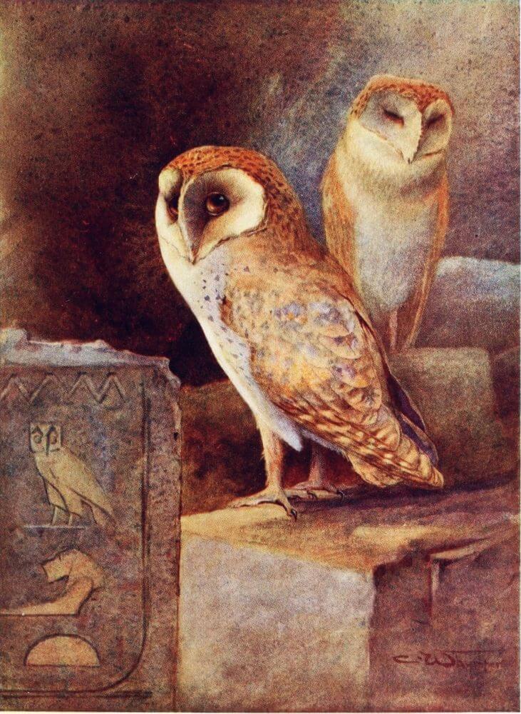 barn-owl