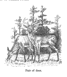 deer