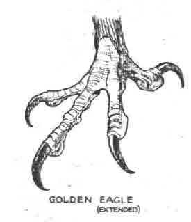 eagle-claw