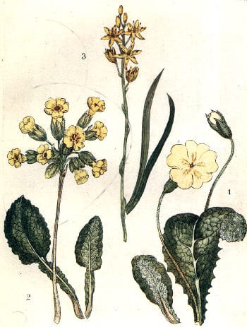 primrose-and-cowslip