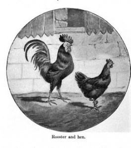 rooster-and-hen-265x300
