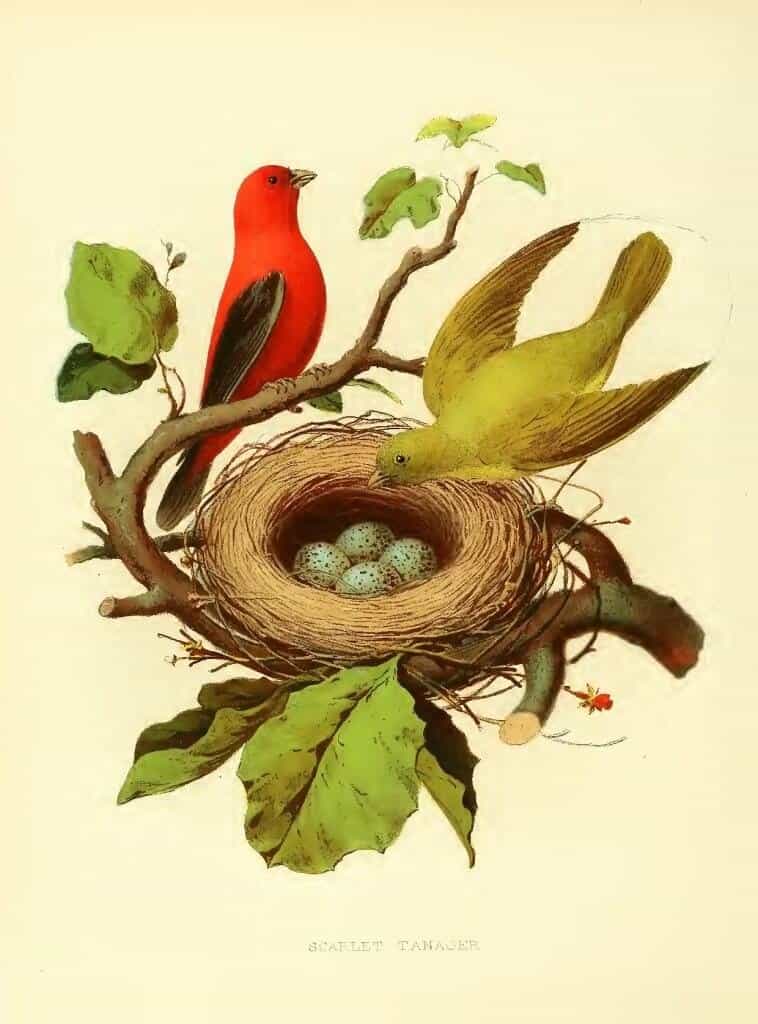 scarlet-tanager-758x1024