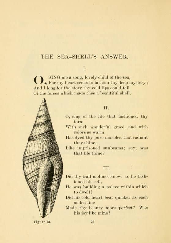 sea-shella