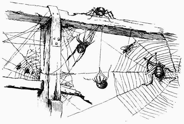 spider-webs