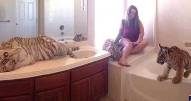 tigers-in-bathroom