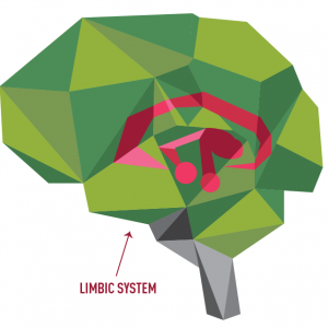 Image of the brain's Limbic system