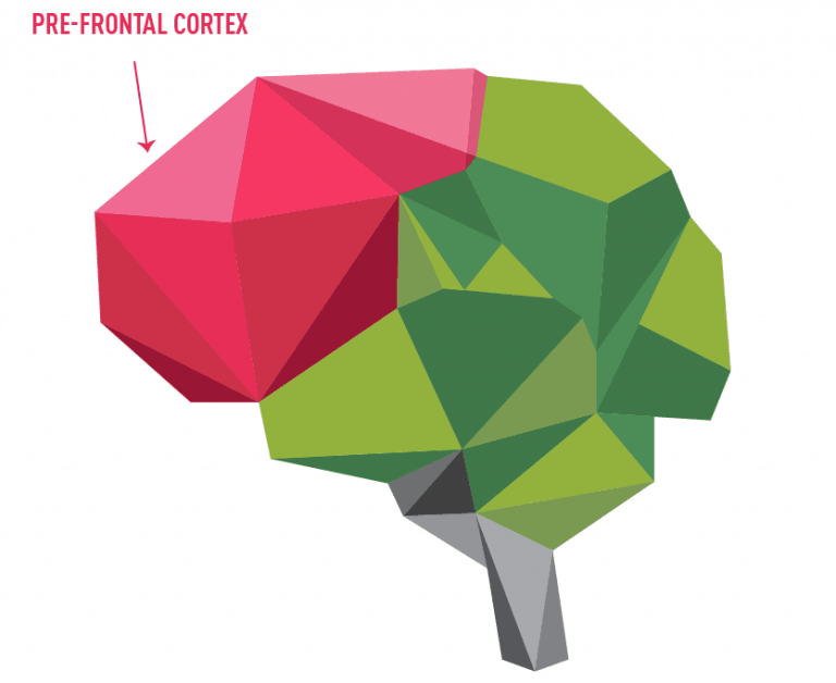 Prefrontal cortex