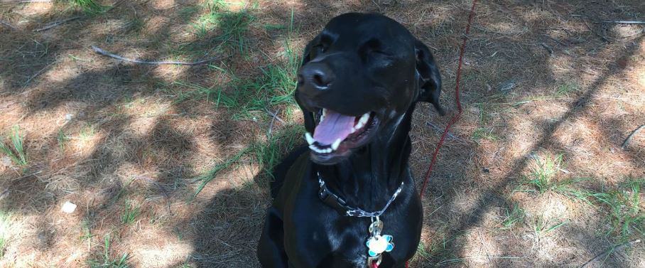 Family Camping Dog!