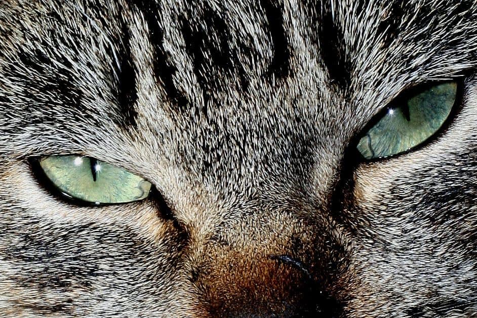 How a Cat's Eyes Work Full Lesson Plan Homeschool Base