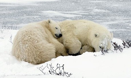 very comfortable sleeping polar bear mommy