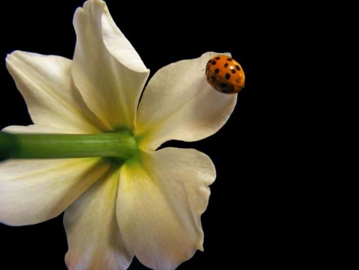 A lady bug connects to nature