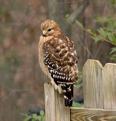 Hawks are one of the most deadly threats to small mammals.