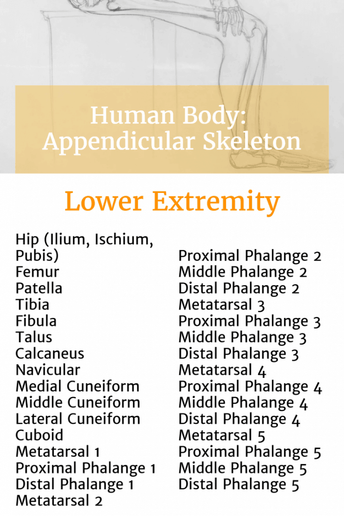 Learning the Bones of the Human Body: Ultimate Skeleton Resource