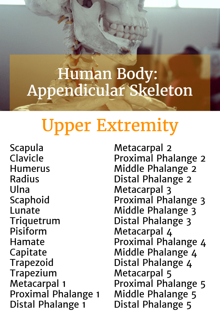 List of bones in the Upper Extremity of the Appendicular Skeleton