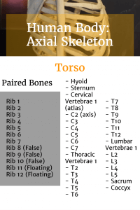 Learning the Bones of the Human Body: Ultimate Skeleton Resource