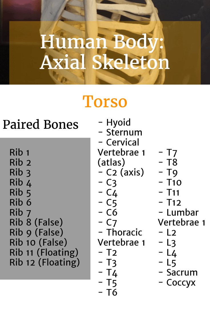 List of bones in the Axial Skeleton's torso