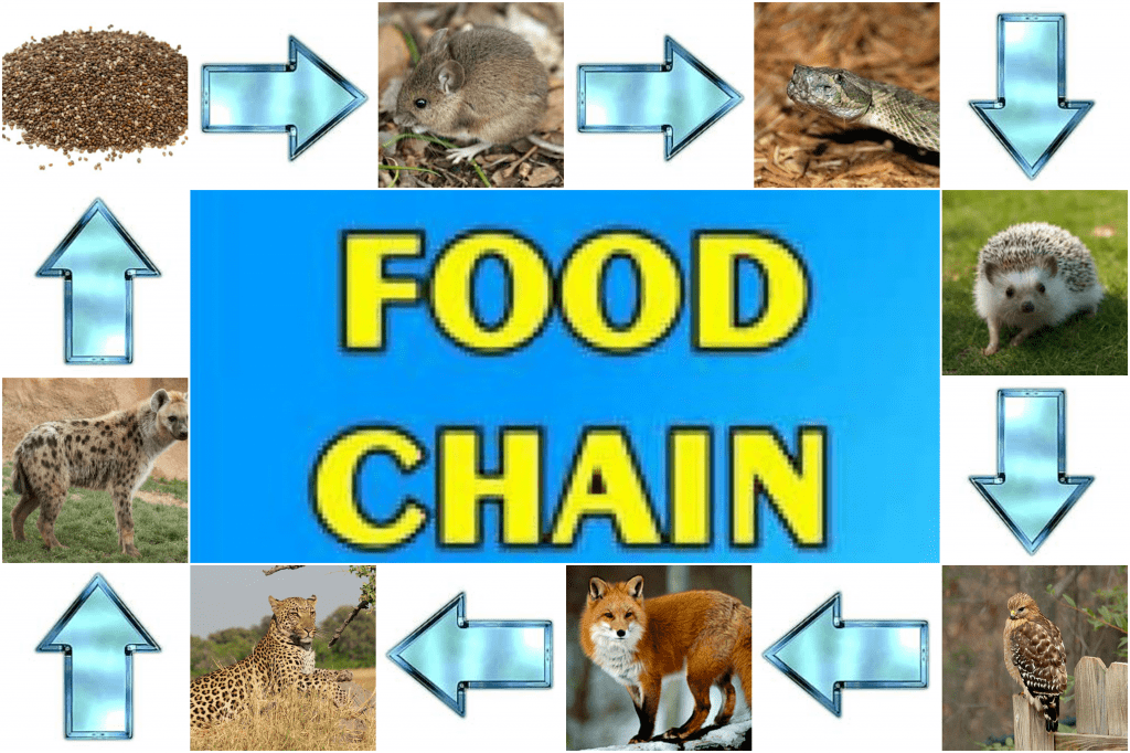 Simple Animal Kingdom Food Chain Chart