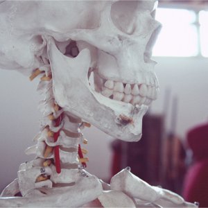 A classroom model skeleton
