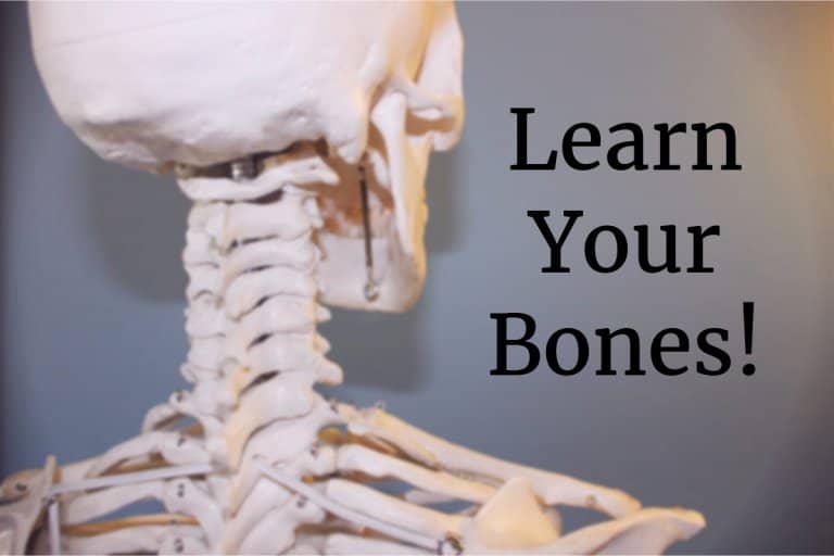 Learn the bones of the human body!