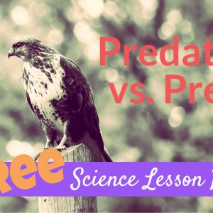 scholastic predator vs prey by lee martin