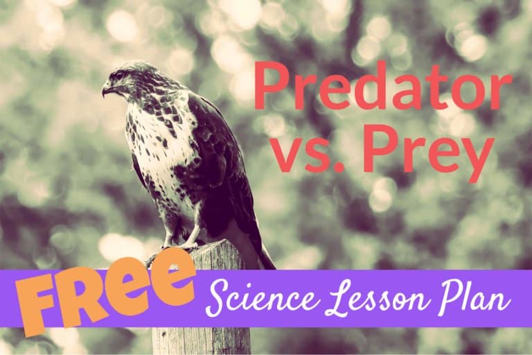 Predator Vs Prey lesson plan for kids