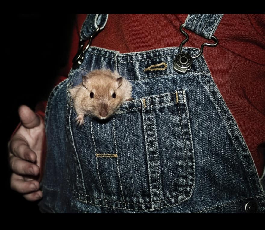 Nature study and animals - a gerbil in the front pocket