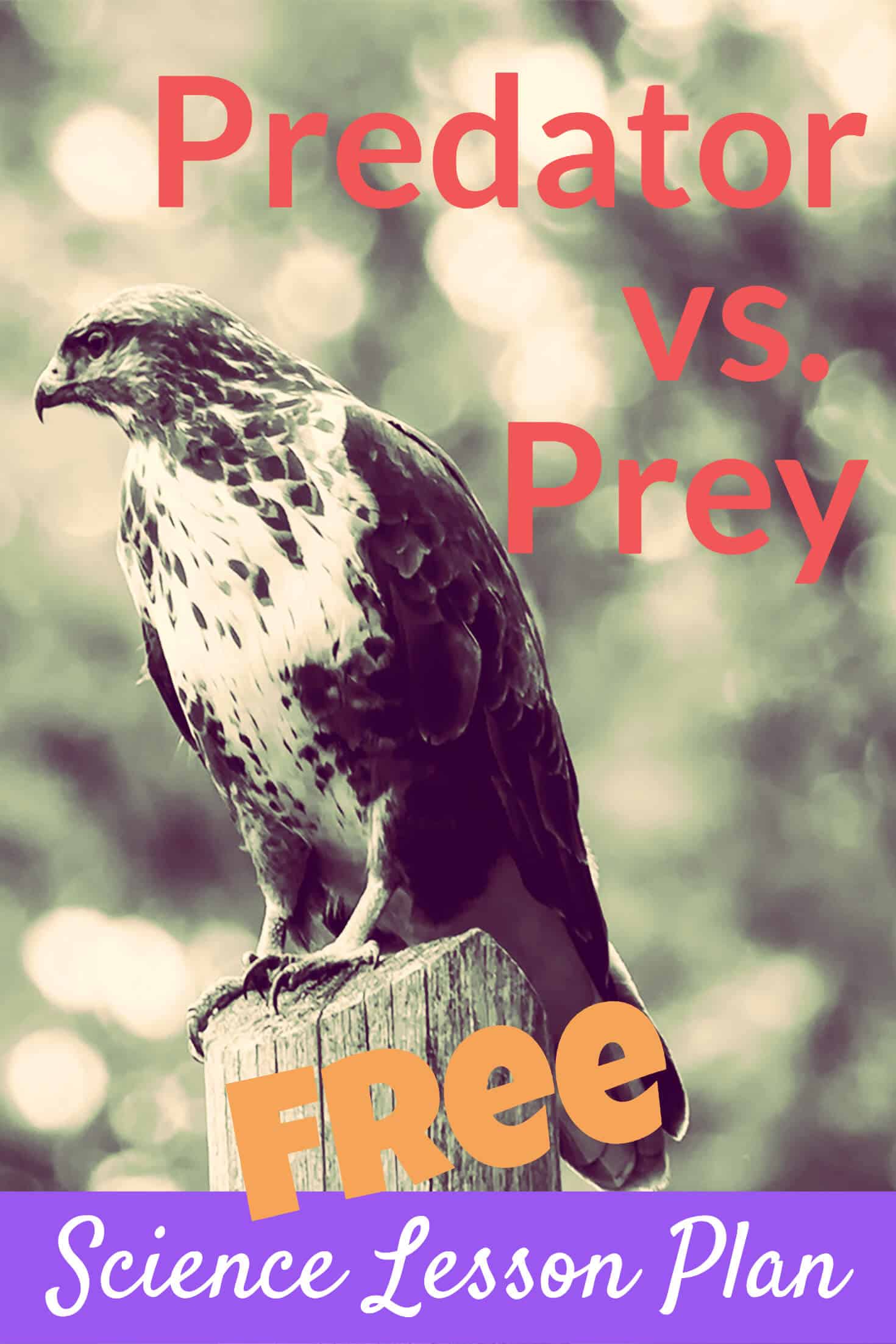 Hawk predator vs prey share on Pinterest